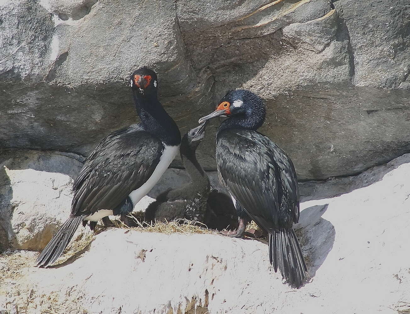 Image of Magellan Cormorant