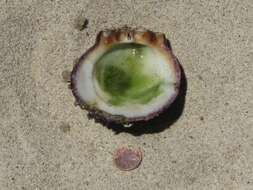 Image of Spinous Scallop