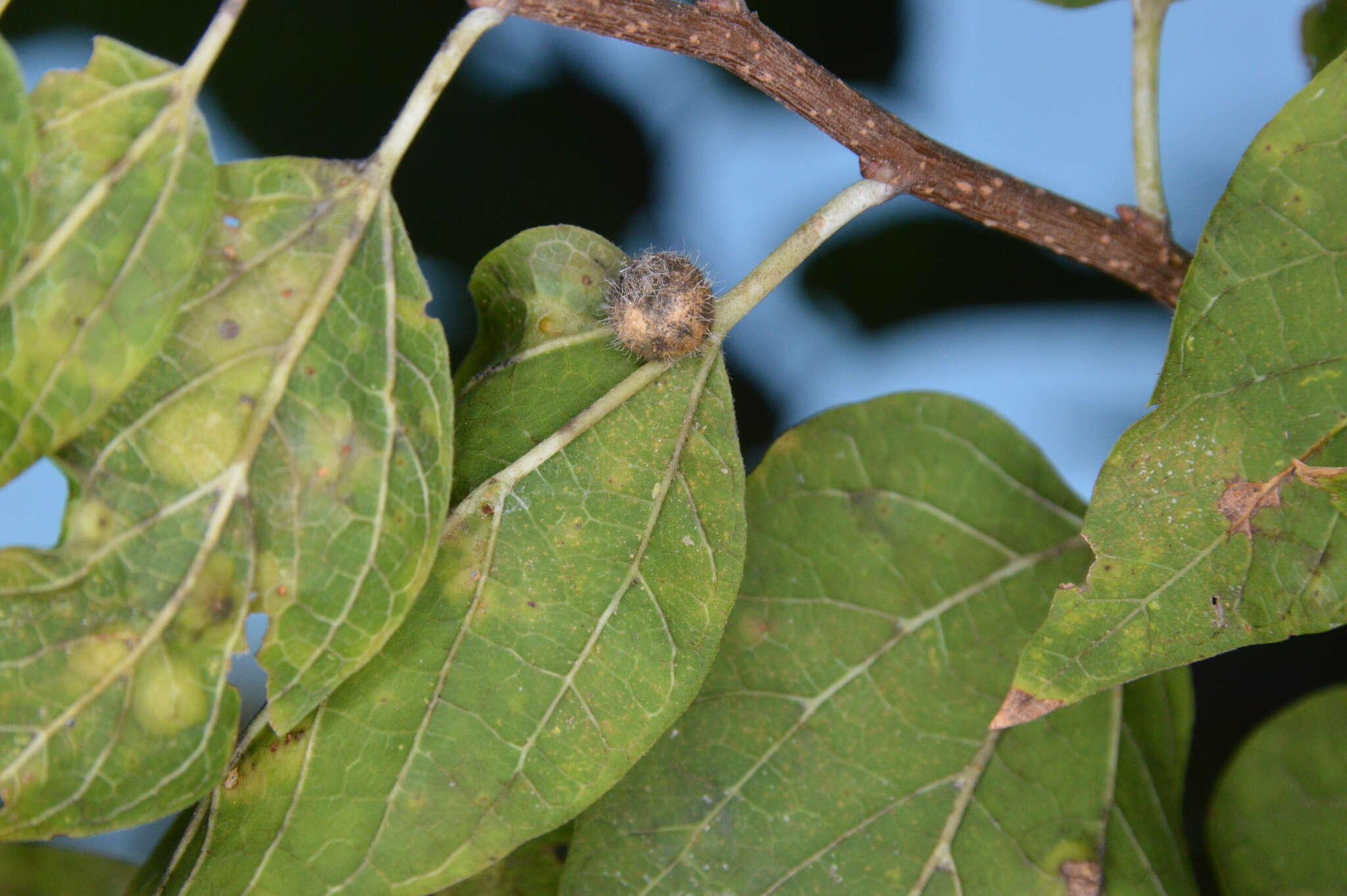 Image of Celticecis pubescens (Patton 1897)