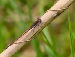 Image of Common Winter Damsel