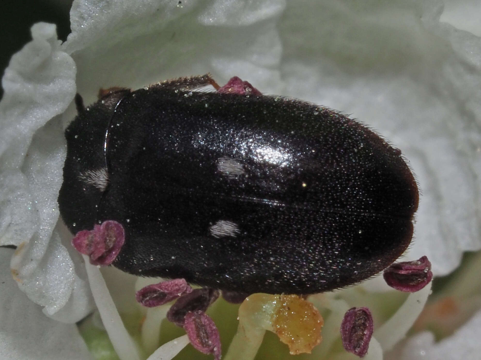 Image of Fur beetle