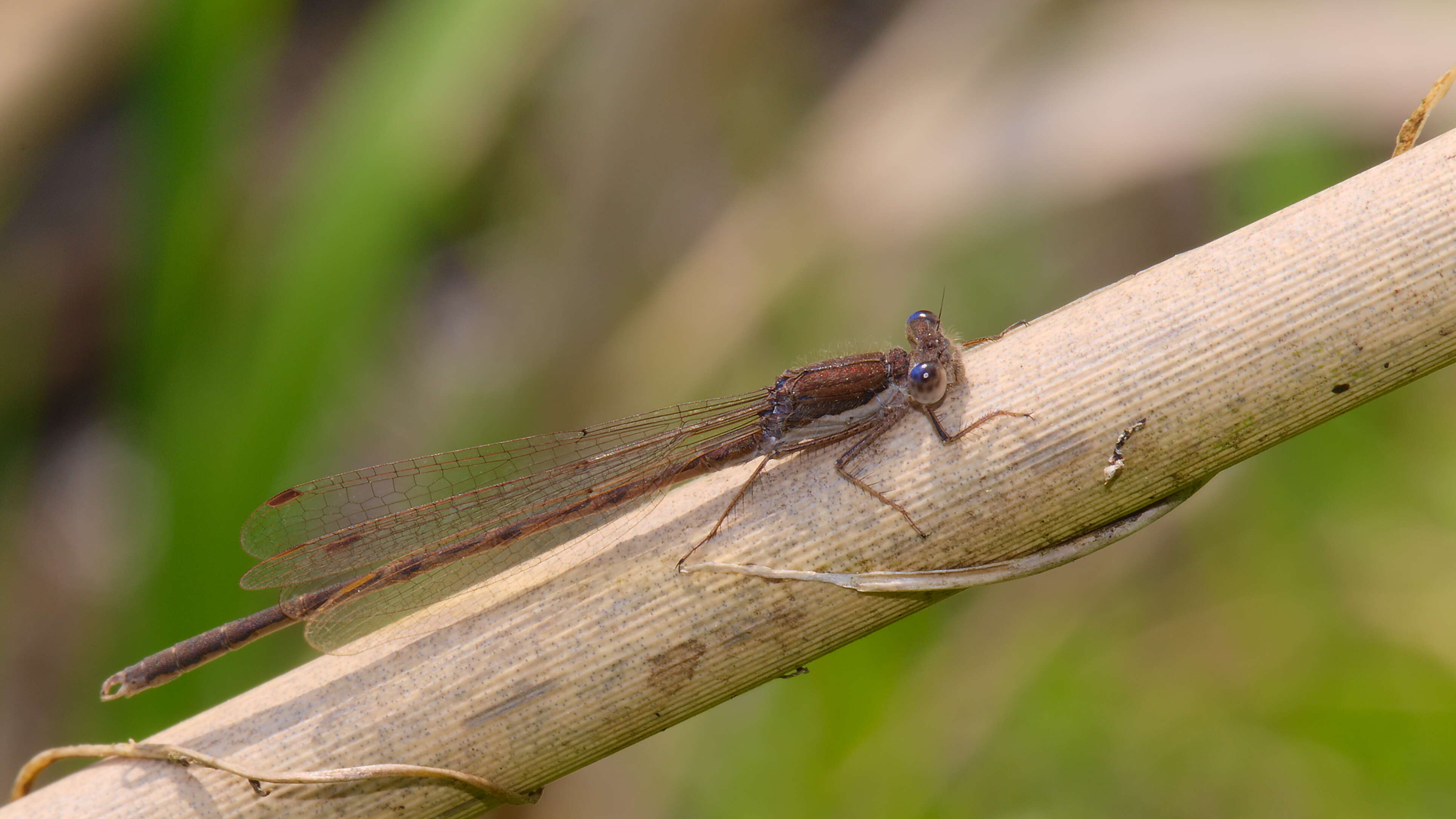 Image of Common Winter Damsel