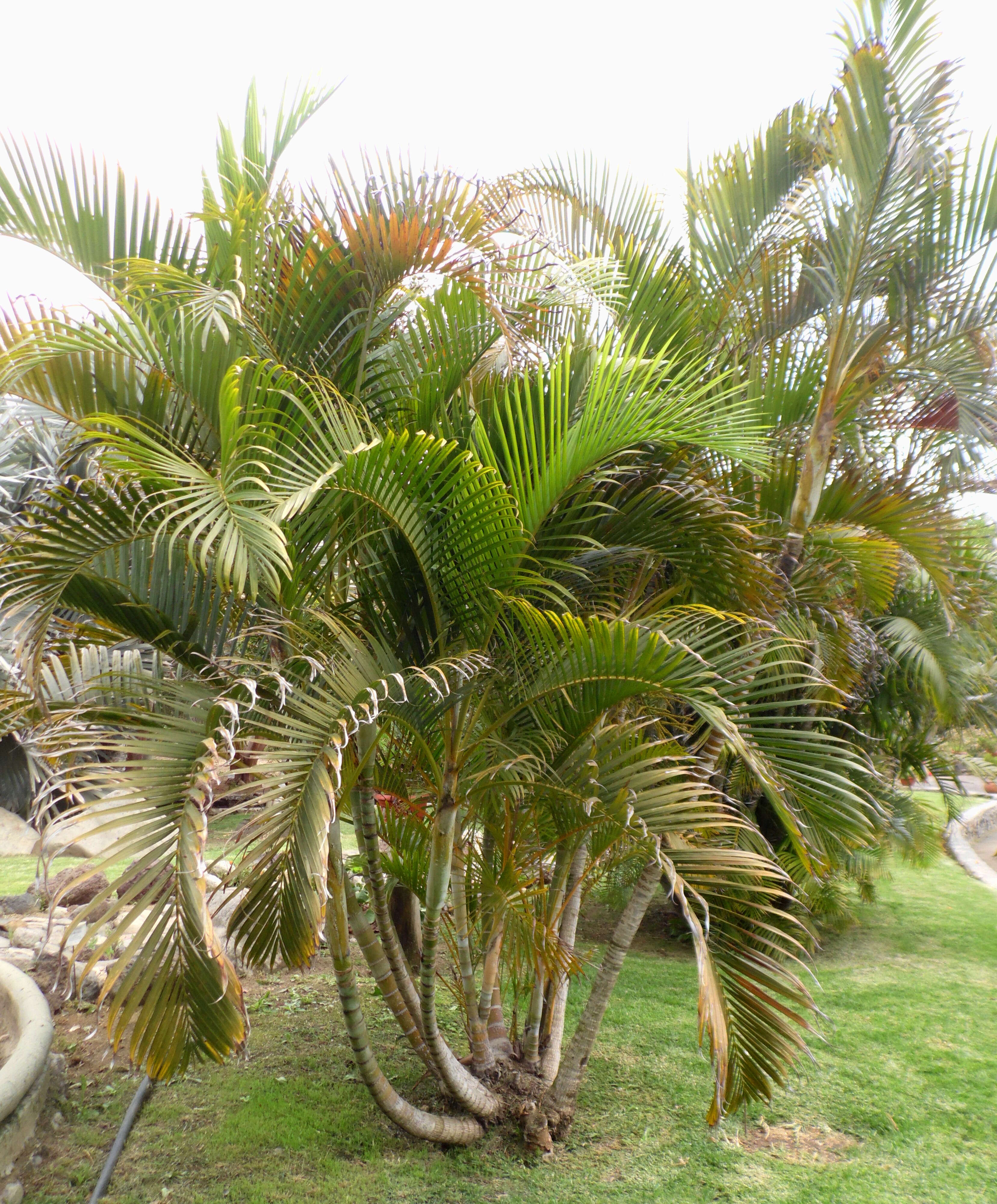 Image of Areca Palm