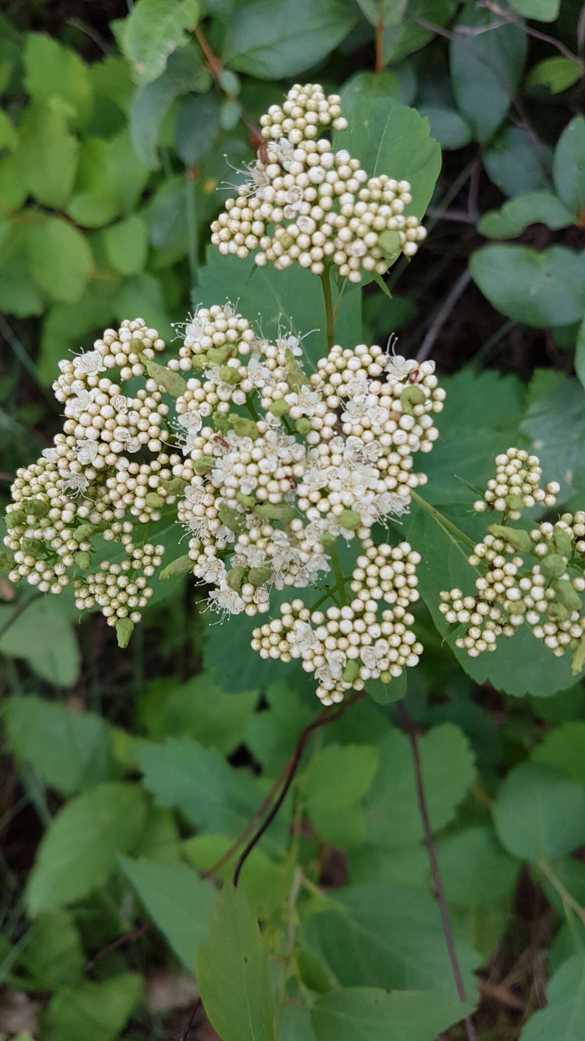 Image de spirée à feuilles de bouleau