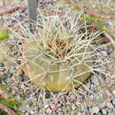 Image of Gymnocalycium eurypleurum F. Ritter