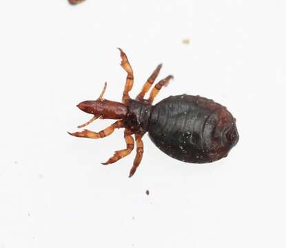 Image of hog louse