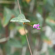 Image of Australian lilac vine