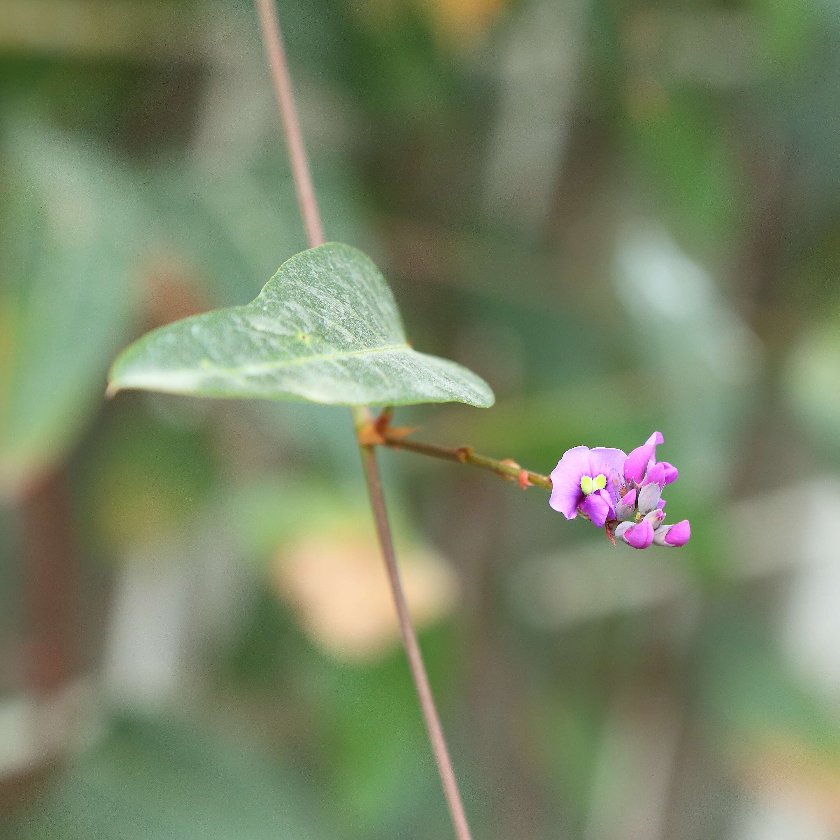 Image of Australian lilac vine