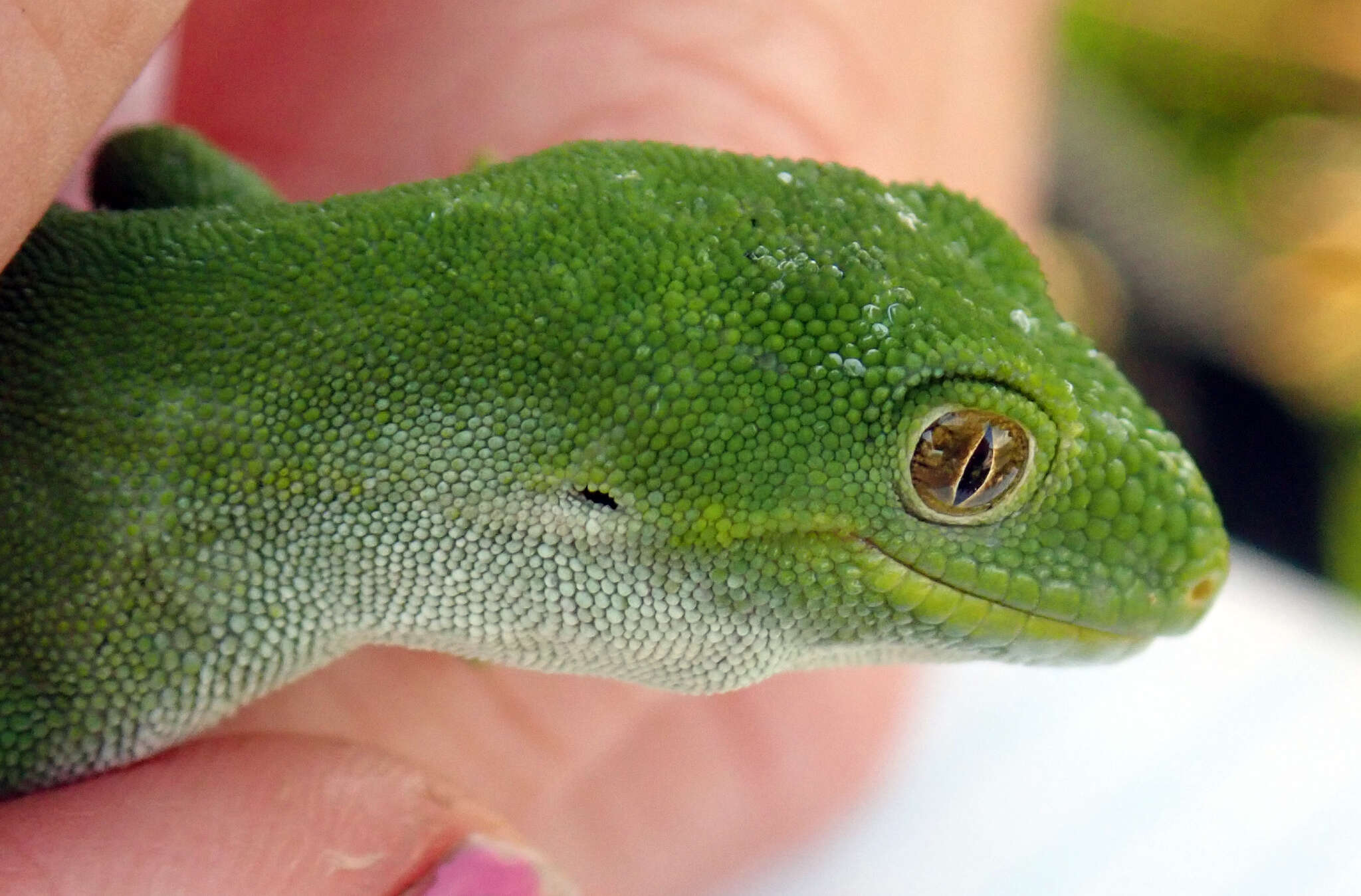 Image of Nelson green gecko