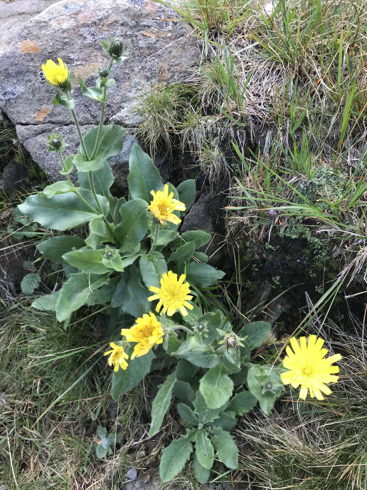 Imagem de Hieracium amplexicaule L.