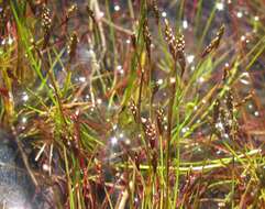 Image of Isolepis pusilla Kunth