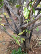 Image of common calabash tree