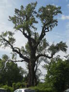 Image of Black Poplar