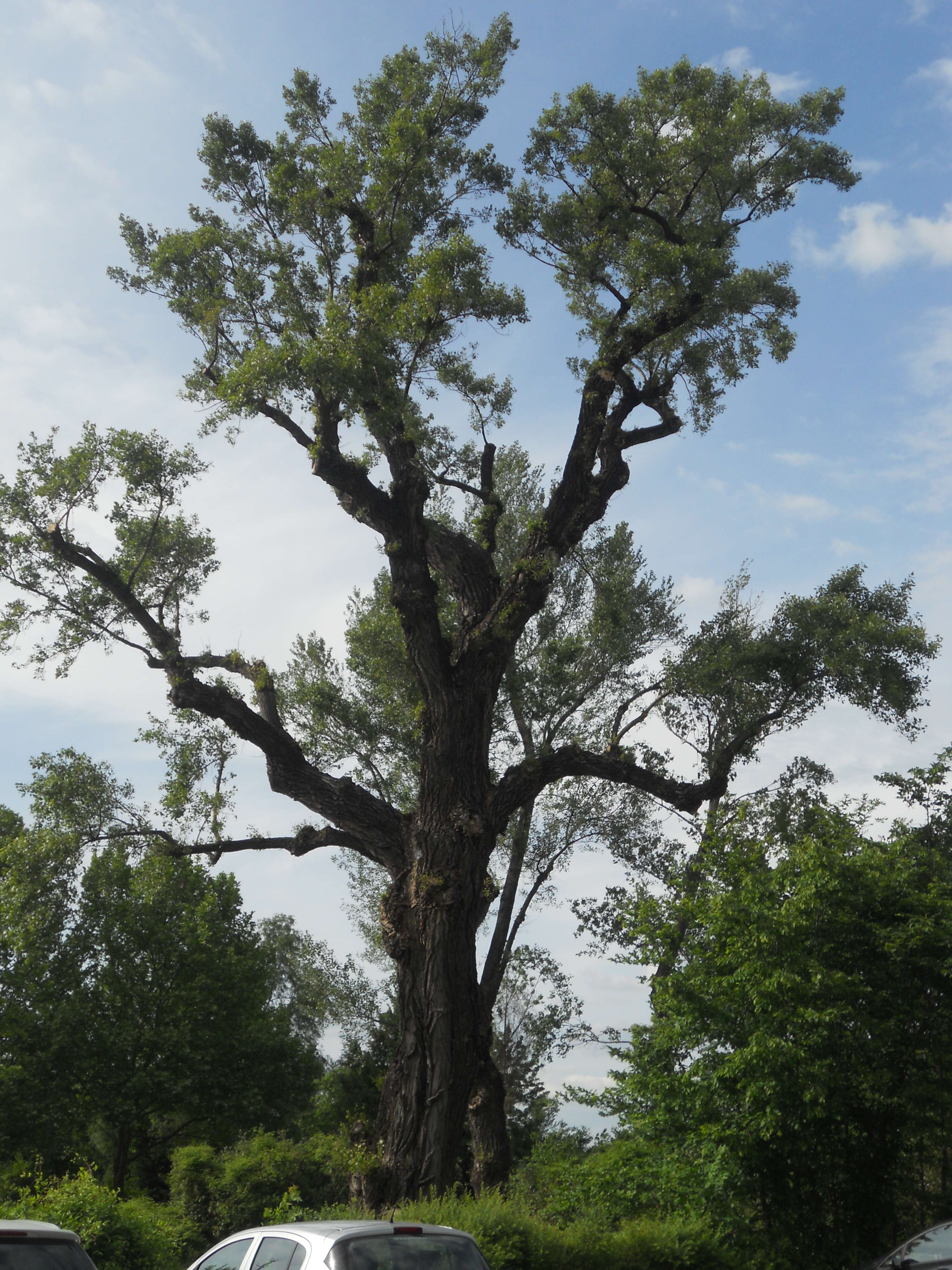 Image of Black Poplar