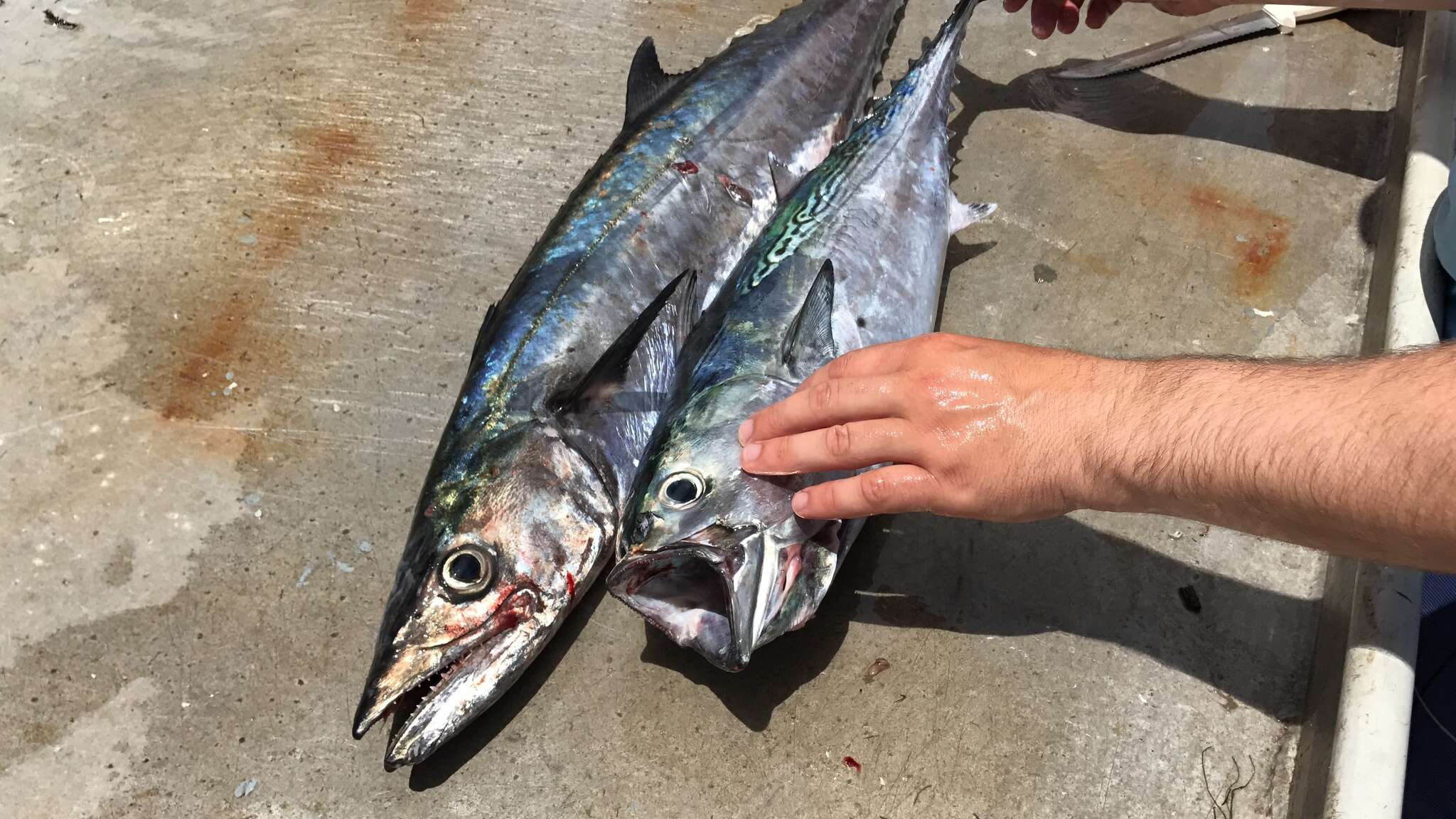 Image of Atlantic Little Tuna