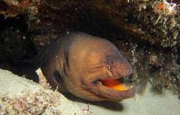 Image of Stout moray