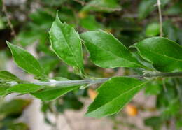 Image of Golden Dew Drop