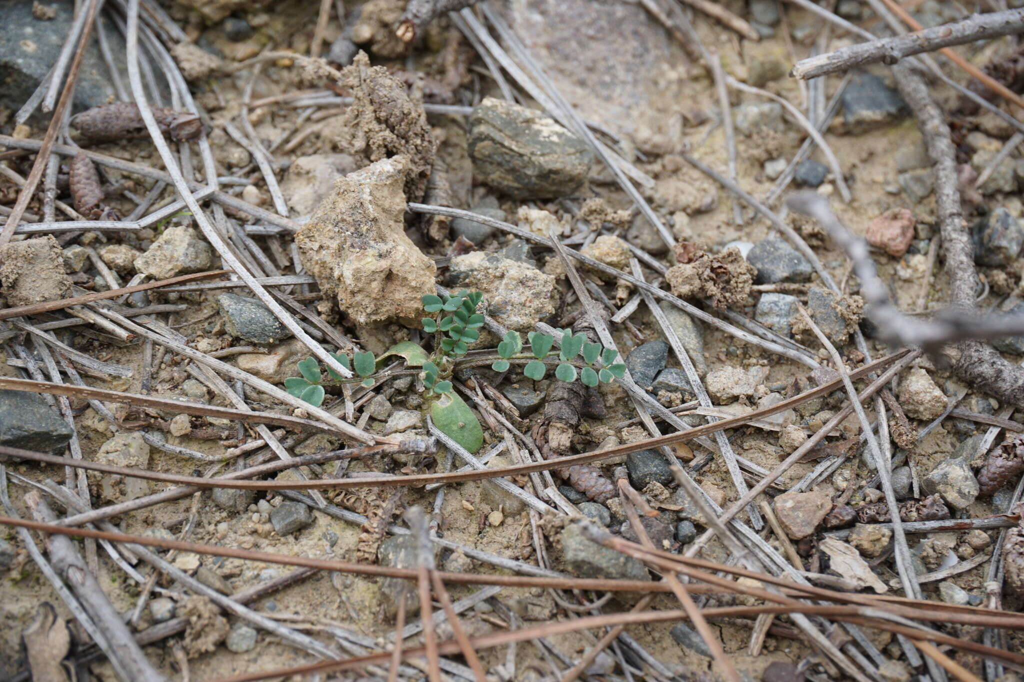 Sivun Astragalus guttatus Banks & Solander kuva