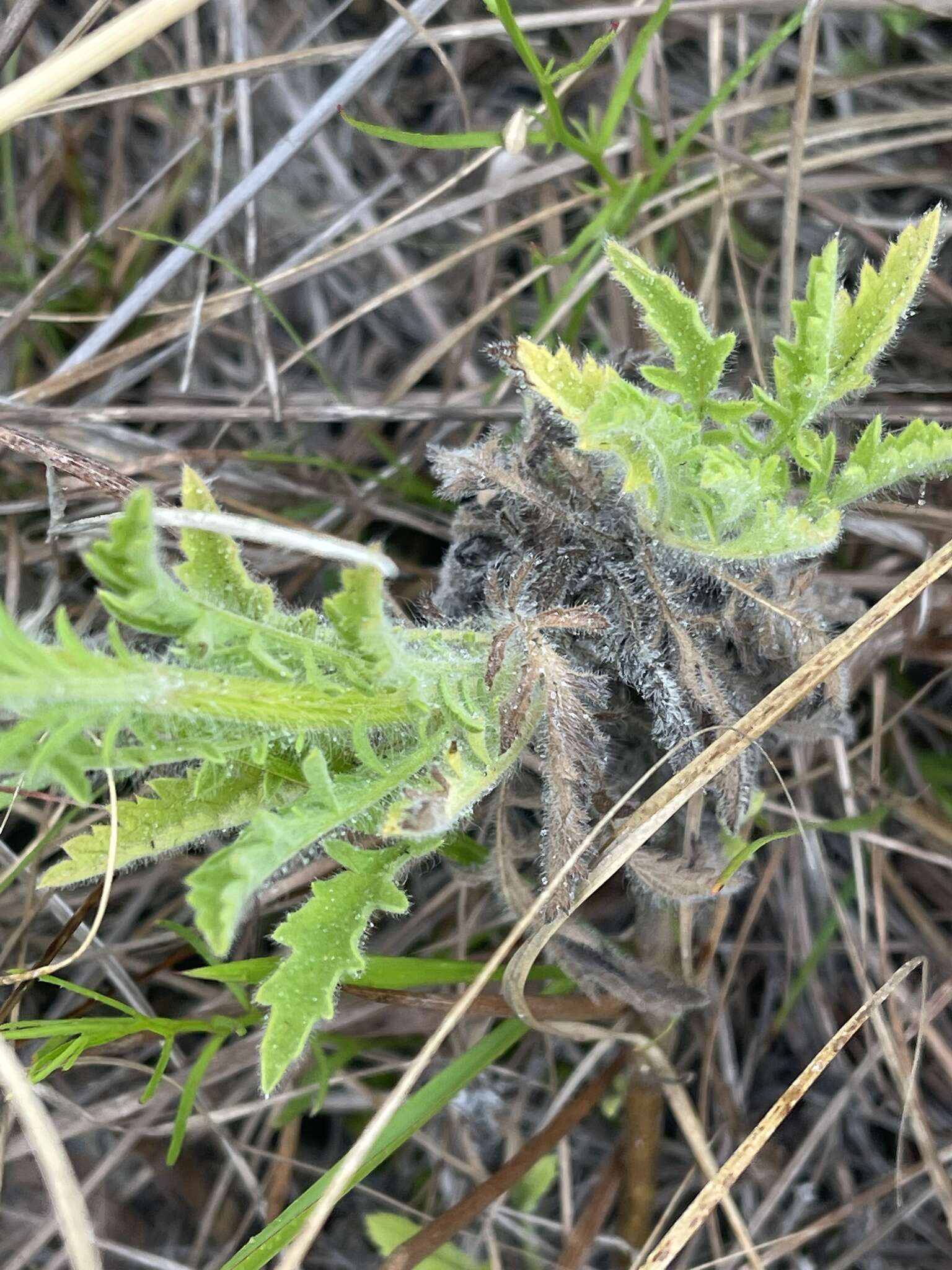 Image of Nidorella aegyptiaca (L.) J. C. Manning & Goldblatt