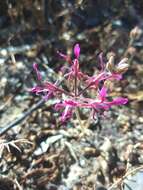 Image of Pelargonium triphyllum Jacq.