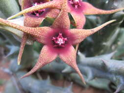 Image of Ceropegia caudata subsp. caudata