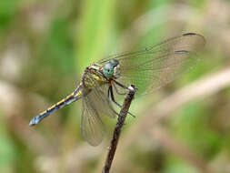 Image of Orthetrum luzonicum (Brauer 1868)