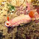 Image of Orange gilled purple lined white slug