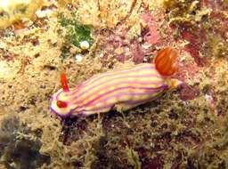 Image of Orange gilled purple lined white slug