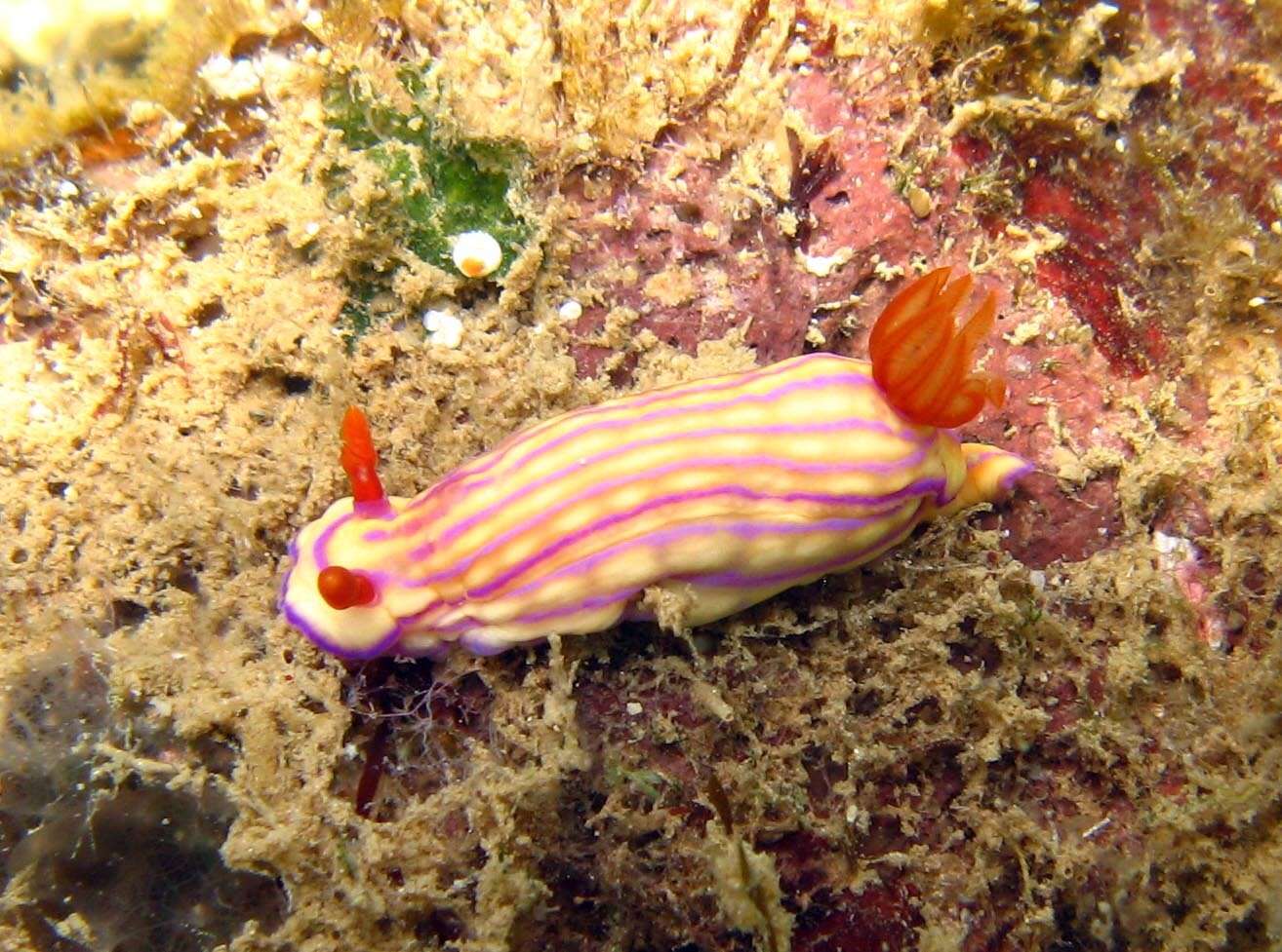 Image of Orange gilled purple lined white slug