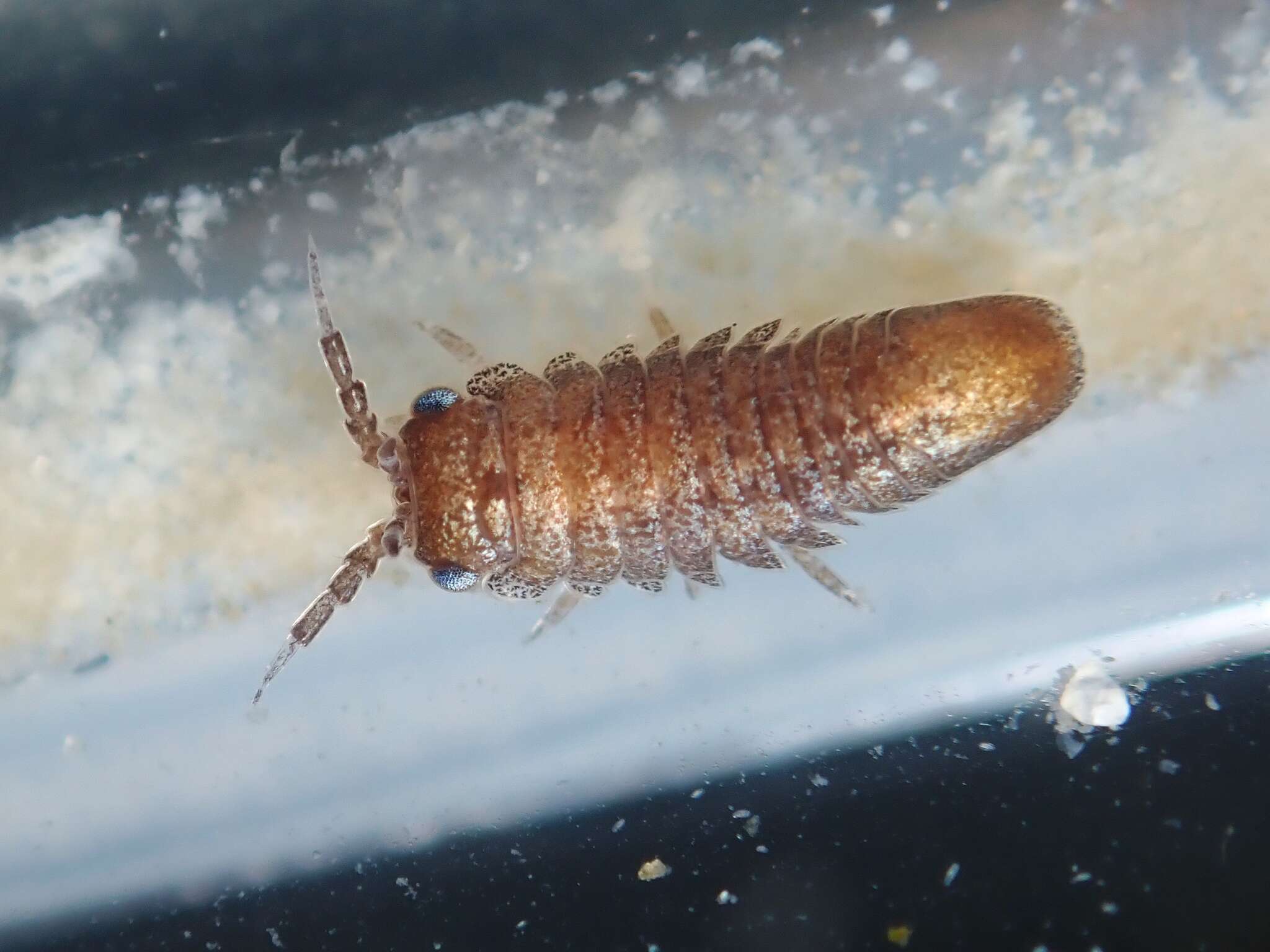 Image of metallic marine isopod