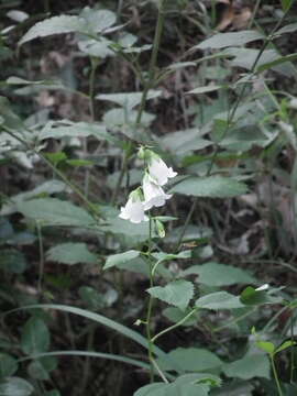 Image de Adenophora trachelioides Maxim.