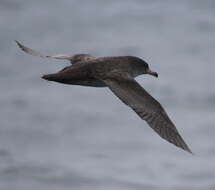 Image of Pink-footed Shearwater