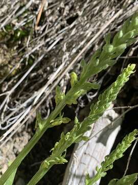 Plancia ëd Platanthera tescamnis Sheviak & W. F. Jenn.