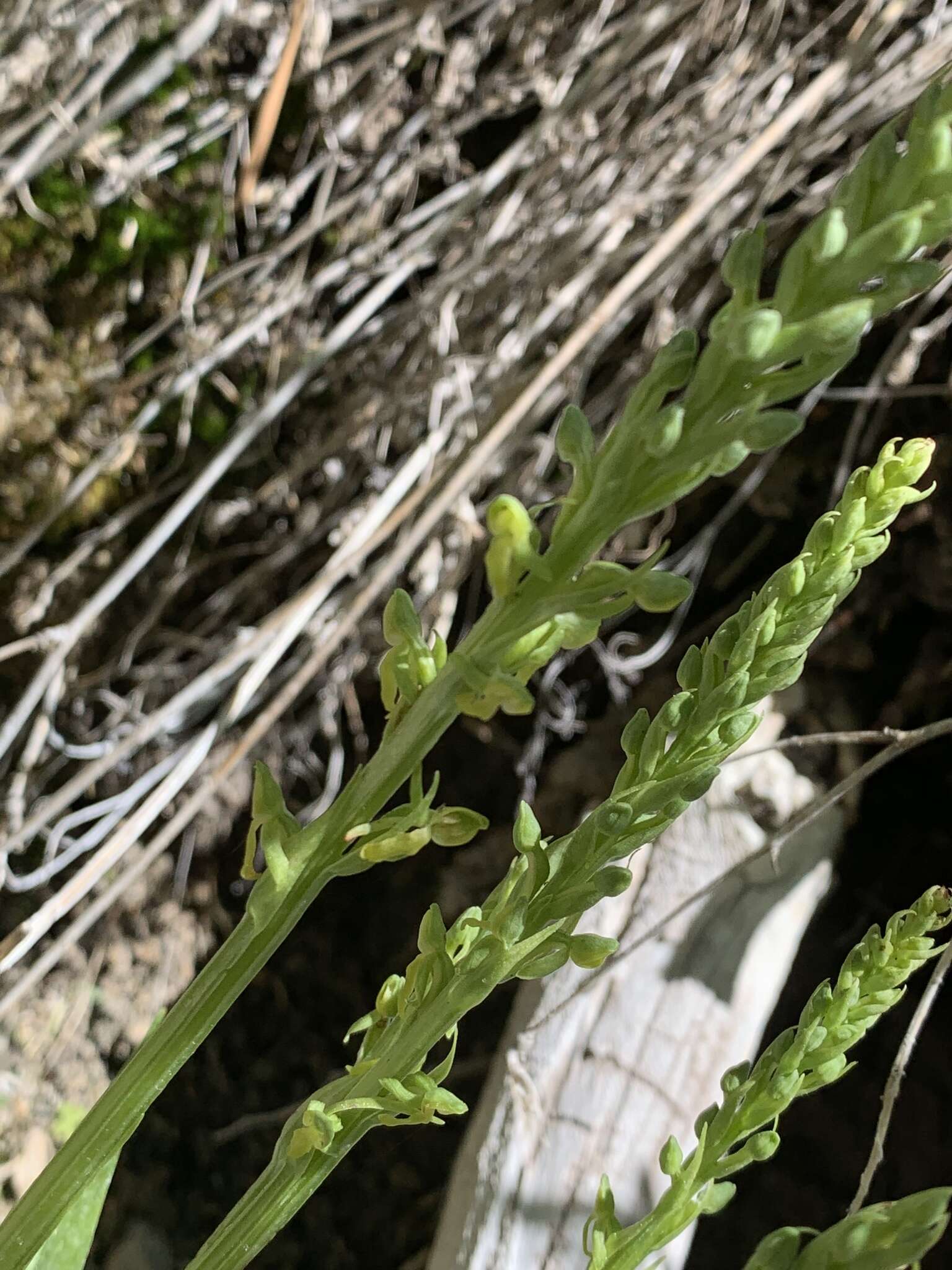 Plancia ëd Platanthera tescamnis Sheviak & W. F. Jenn.