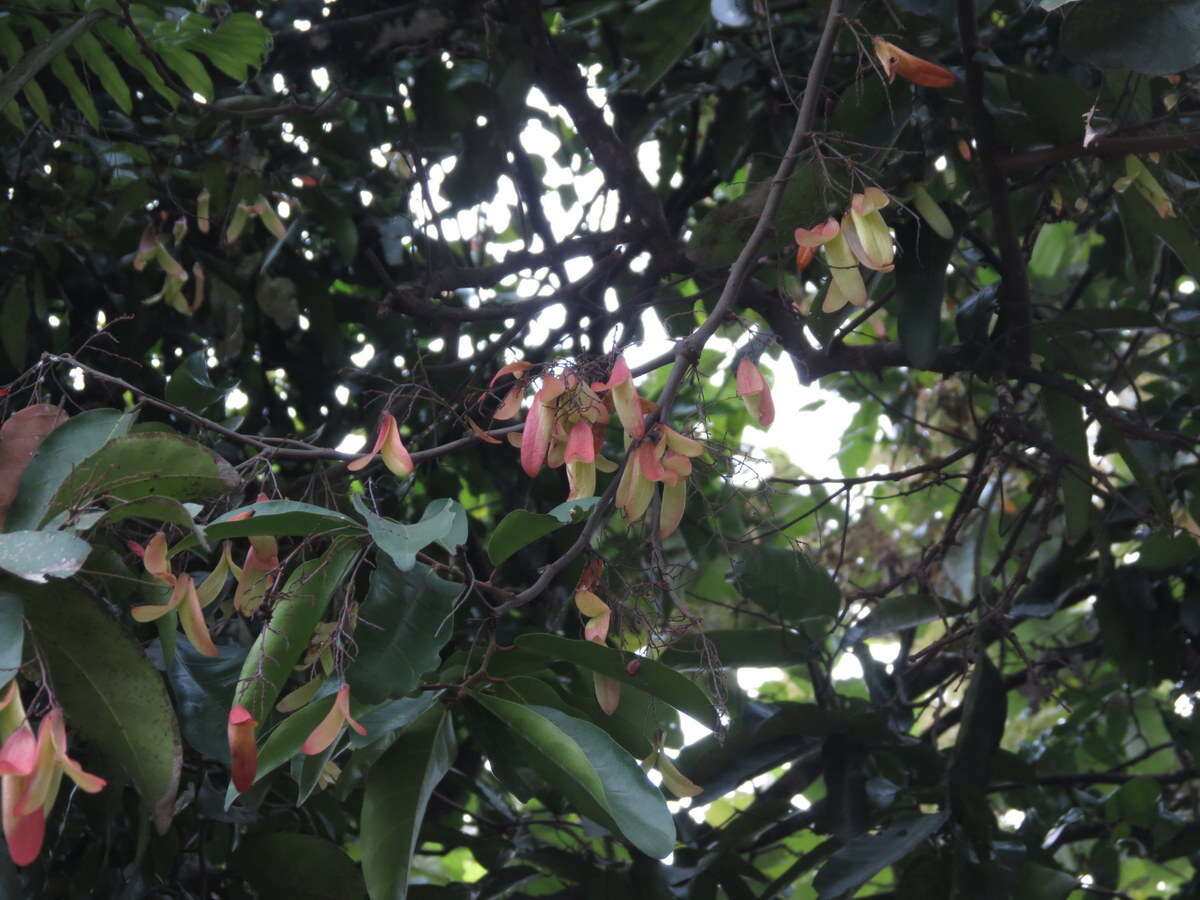 Image of Hopea ponga (Dennst.) D. J. Mabberley