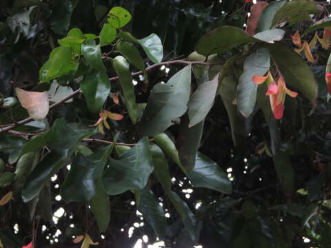 Image of Hopea ponga (Dennst.) D. J. Mabberley