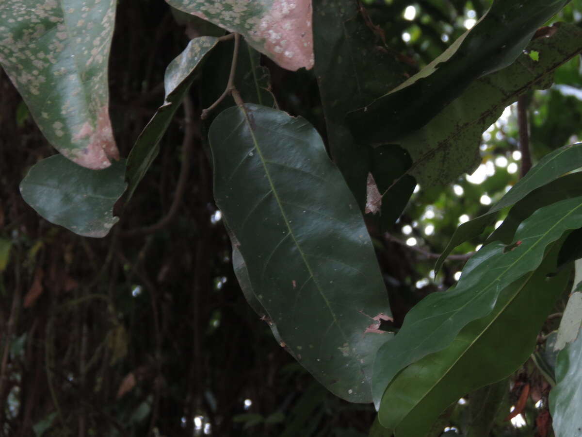 Image of Hopea ponga (Dennst.) D. J. Mabberley