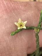 Image of Diosma ramosissima Bartl. & Wendl. fil.