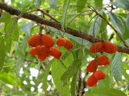 Image of tulip-wood tree