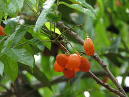 Image of tulip-wood tree