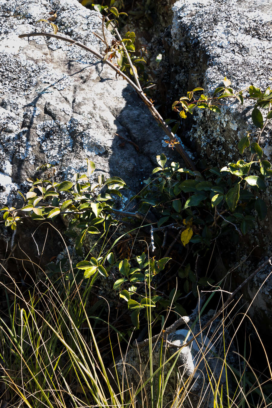 Image of Searsia acocksii (Moffett) Moffett