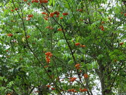 Image of tulip-wood tree