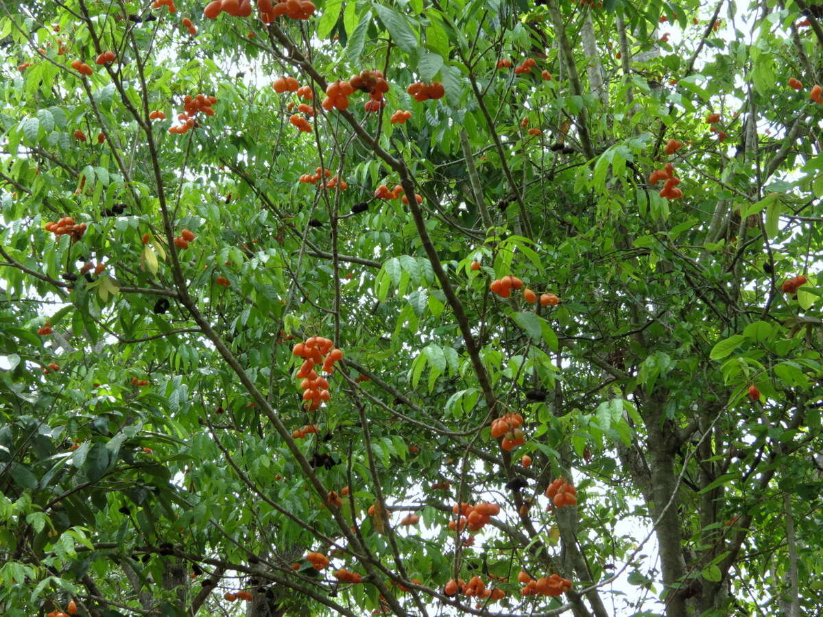 Image of tulip-wood tree