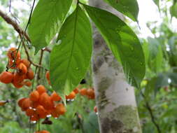 Image of tulip-wood tree