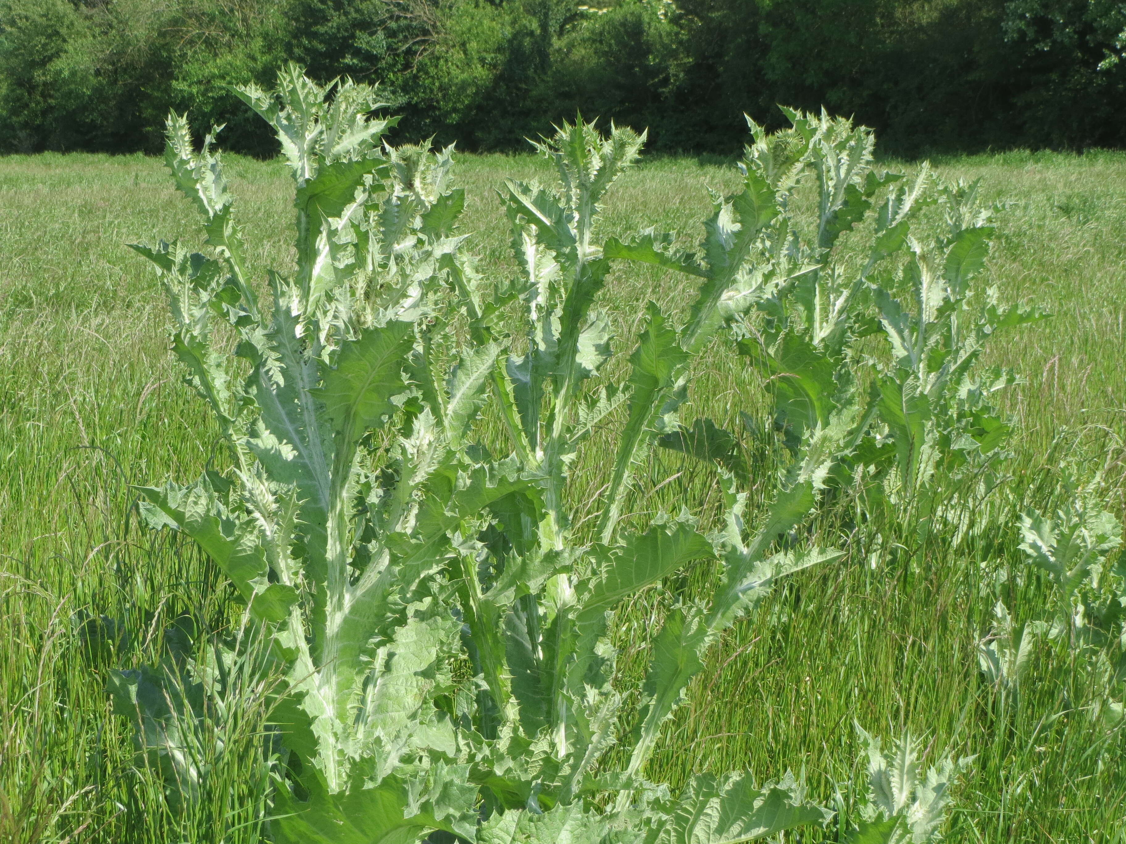 Image of Cotton Thistle