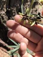 Fritillaria brandegeei Eastw. resmi