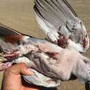 Image of Pink-headed Imperial Pigeon