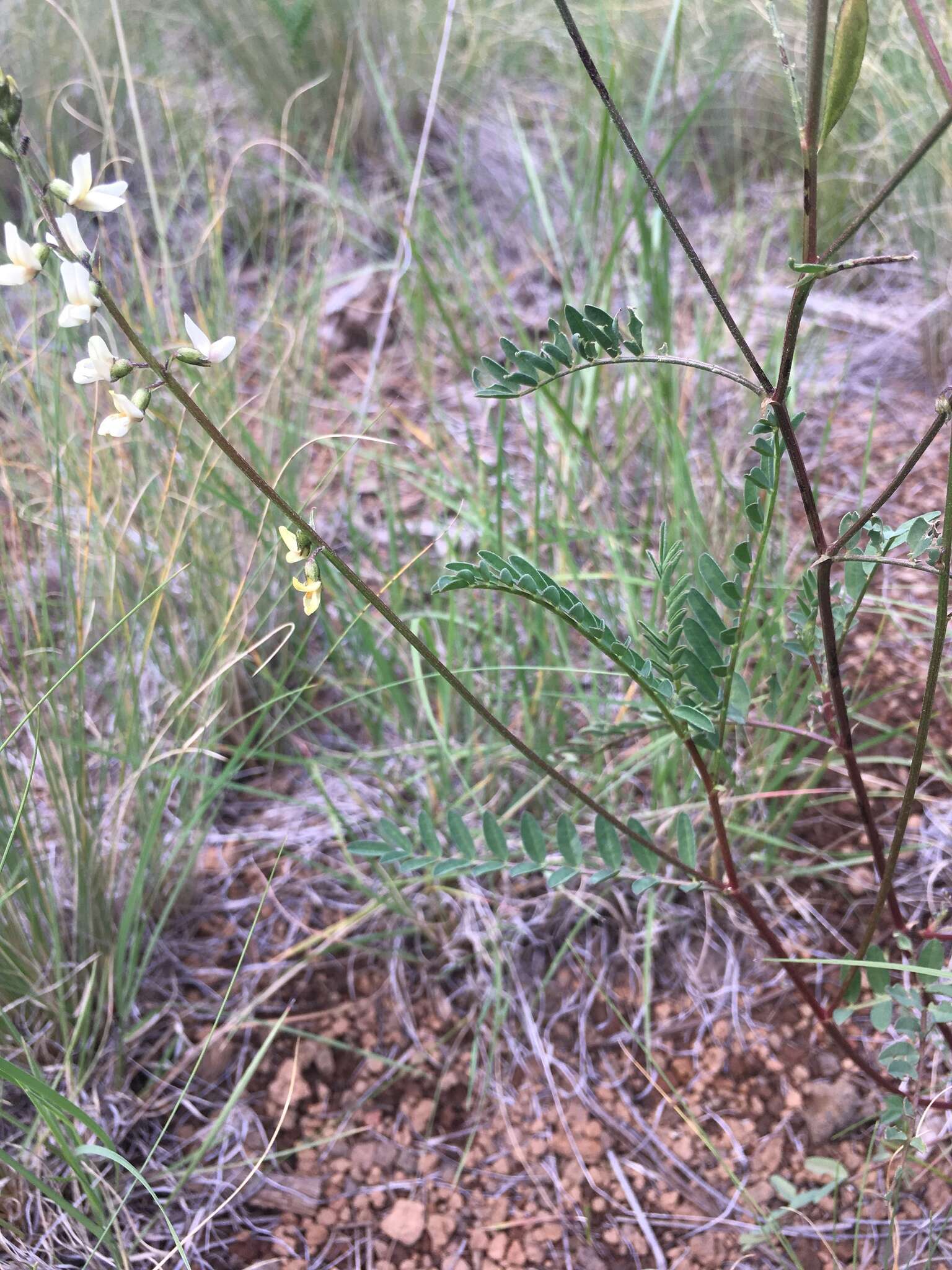 Image of Rusby's milkvetch