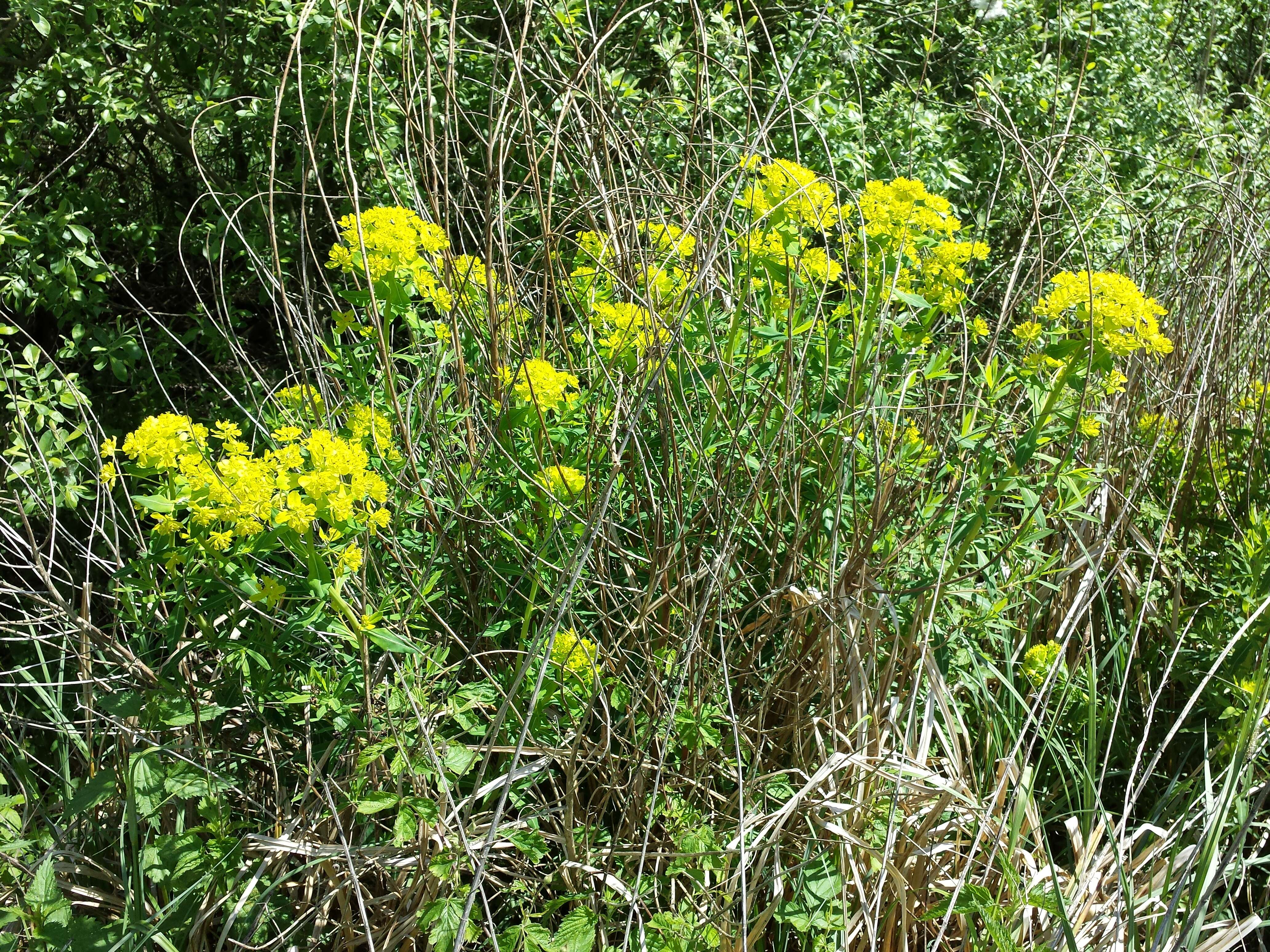 Image of Marsh Spurge