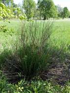 Image of Marsh Spurge